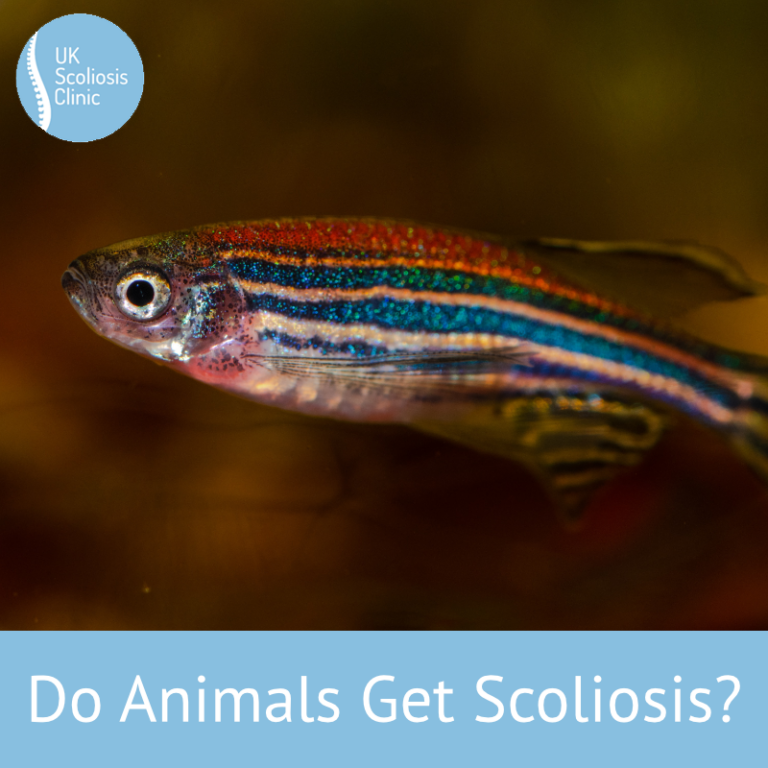 do-animals-get-scoliosis - Scoliosis Clinic UK - Treating Scoliosis ...